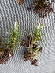 Polytrichastrum ohioense