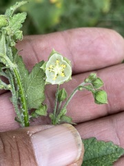 Kearnemalvastrum lacteum