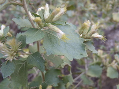 Brickellia baccharidea