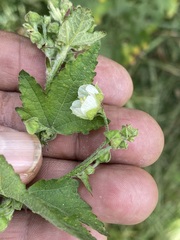 Kearnemalvastrum lacteum