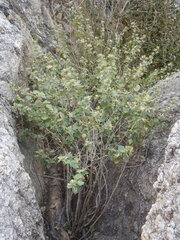 Brickellia baccharidea