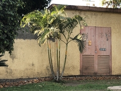 Dypsis lutescens