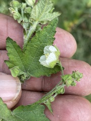 Kearnemalvastrum lacteum