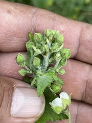 Kearnemalvastrum lacteum