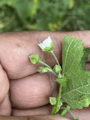 Kearnemalvastrum lacteum