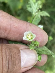 Kearnemalvastrum lacteum
