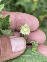 Kearnemalvastrum lacteum