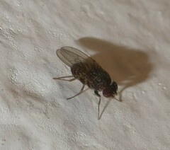 Drosophila repleta