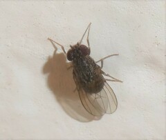 Drosophila repleta