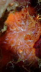 Clathria curacaoensis