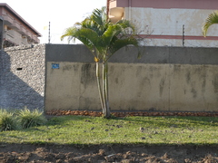 Dypsis lutescens