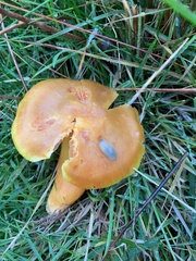 Hygrocybe quieta