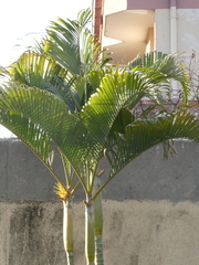 Dypsis lutescens