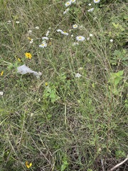 Erigeron delphinifolius