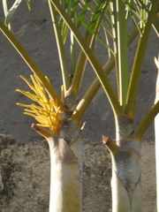 Dypsis lutescens