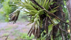 Tillandsia stricta