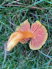 Hygrocybe quieta