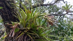 Tillandsia stricta