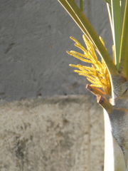 Dypsis lutescens