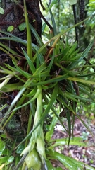 Tillandsia stricta