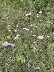 Erigeron delphinifolius