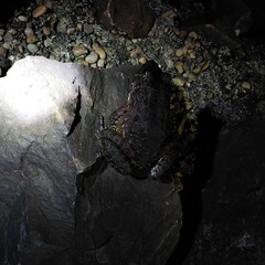 Leptodactylus labyrinthicus