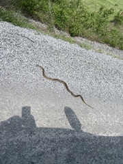 Lampropeltis calligaster