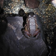 Leptodactylus labyrinthicus