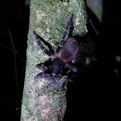 Acanthoscurria juruenicola