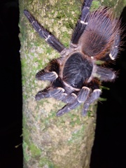 Acanthoscurria juruenicola