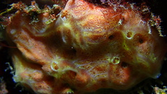 Clathria curacaoensis