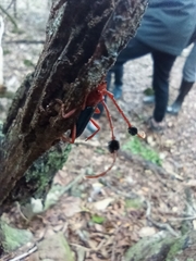 Compsocerus violaceus