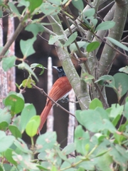 Terpsiphone paradisi