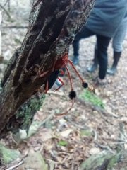 Compsocerus violaceus