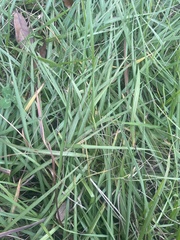 Stenotaphrum secundatum