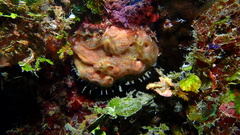 Clathria curacaoensis