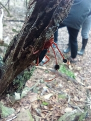 Compsocerus violaceus