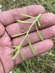 Erigeron delphinifolius