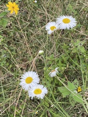 Erigeron delphinifolius