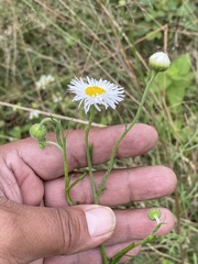 Erigeron delphinifolius