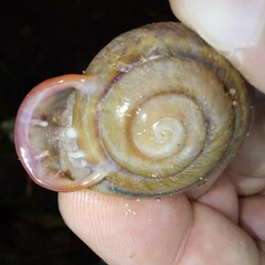 Anostoma