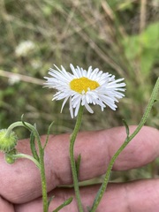 Erigeron delphinifolius