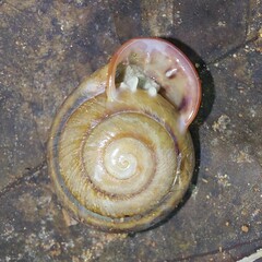 Anostoma