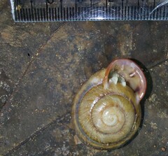 Anostoma