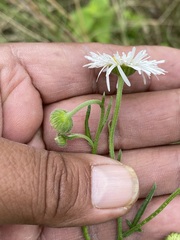 Erigeron delphinifolius