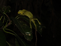 Bronchocela jubata