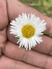 Erigeron delphinifolius