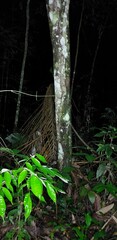 Theobroma subincanum