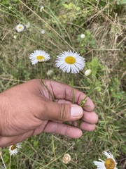 Erigeron delphinifolius