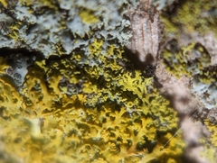 Candelaria concolor